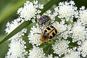 Bee Beetle (Trichius fasciatus) and Oxythyrea (Oxythyrea funesta) on an umbellifer in spring, Clairière de forêt around Cransac, Aveyron, France