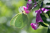 Cleopatra (Gonepteryx cleopatra) Female posed foraging in the spring, maquis of the Massif des Maures, near Hyères, Var, France
