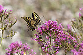 Swallowtail (Papilio machaon) foraging valerian flowers in spring, Maquis of the Massif des Maures, near Hyères, Var, France