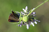Predation of a Thecla by a green crab spider On a scabieusa in the spring, Massif des Maures, near Hyères, Var, France