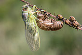 Grey cicada (Cicada orni) Emergence, wing drying period following the exit of the cuticle, at the beginning of summer, Massif des Maures, near Hyères, Var, France