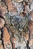 Grey cicada (Cicada orni) Mating on a pine trunk at the beginning of summer, Massif des Maures, near Hyères, Var, France