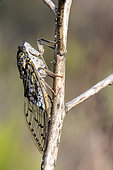 Grey cicada (Cicada orni) on a dry stem of asphodel at the beginning of summer, Massif des Maures, near Hyères, Var, France