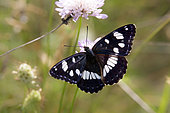 Southern White Admiral (Limenitis reducta) Posed open wings on a rockrose in summer, Hill of the Massif des Maures, near Hyères, Var, France