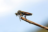 Robber fly (Heteropogon sp) on the lookout on a stem of dry rush in summer, Hill of the Massif des Maures, near Hyères, Var, France
