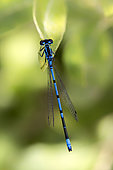 Azure damselfly (Coenagrion puella) Posed on the vegetation at the edge of a forest pond in summer, Etang Romé near Toul, Lorraine, France