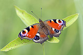 Camberwell Beauty (Aglais io) on a leaf at the edge of a forest pond in summer, Forêt de la Reine around Toul, Lorraine, France