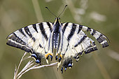 Southern swallowtail (Iphiclides podalirius) End of life with damaged wings in summer, Campagne, Lorraine, France