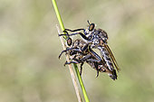 Asolid Fly (Asilidae sp) Mating on a rush in summer, Etang Romé around Toul, Lorraine, France