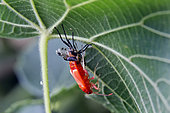 Fire bug (Pyrrhocoris apterus) young emerging on a linden leaf in summer, Country Garden, Lorraine, France