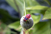 Fire bug (Pyrrhocoris apterus) Young feeding on a linden berry in summer, Country Garden, Lorraine, France