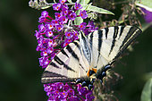 Southern swallowtail (Iphiclides podalirius) on an inflorescence of Buddleia in summer, Country Garden, Champagne, France