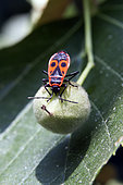 Fire bug (Pyrrhocoris apterus) Adult feeding on a linden berry in summer, Country Garden, Lorraine, France