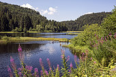 Vosges landscape in summer, Lake view of the Lispach peatland, surroundings of La Bresse, France