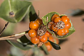 Juvenile bugs (Carpocoris sp) On honeysuckle berries in summer, Hills of the Maures massif, around Hyères, Var, France