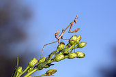 Conehead Mantis (Empusa pennata) larvae on a stem against a background of blue sky, Plaine des Maures, Mayons area, Var, France