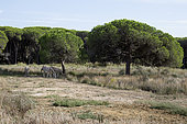 Maintenance of a pine forest protected by Anes de Provence in summer, pine forest of Bastidon La Londe les Maures, Var, France