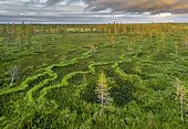 Drone view, aerial photo, boreal, arctic forest with Pines (Pinus) in the wetland, bog in the evening red at sunset, Sodankylä, Lapland, Finland, Europe