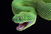 West African bush viper (Atheris chlorechis)