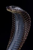 Arabian cobra (Naja arabica)