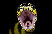 Serpent des palétuviers de Mindanao (Boiga dendrophila latifasciata)