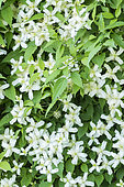 Clematis montana 'Alexander'