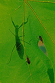 Ombre de Mante religieuse (Mantis religiosa) et Punaise américaines (Leptoglossus occidentalis) sur feuille de Figuier comestible (Ficus carica) en automne, Hérault, France