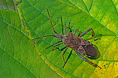 Punaise américaine du pin (Leptoglossus occidentalis) sur une feuille, Espèce invasive, Auvergne, France