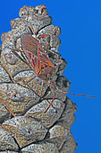 Punaise américaine du pin (Leptoglossus occidentalis) sur Pomme de pin, Espèce invasive, Auvergne, France