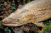Brown trout (Salmo trutta) 82 cm male, Aubonne Basin, Lake Geneva Switzerland