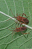 Punaises américaines du pin (Leptoglossus occidentalis) sur une feuille, Espèce invasive, Auvergne, France