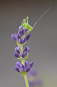 Speckled bush-cricket (Leptophyes punctatissima) juvenile on garden Lavender (Lavandula sp) flower, France