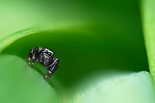 Jumping spider (Evarcha arcuata), Lorraine, France