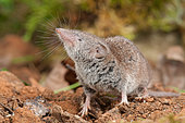 Greater White-toothed Shrew (Crocidura russula), Bouxières aux dames, Lorraine, France