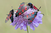 Six-spot Burnet (Zygaena fillipendulae) on flower, Allamps, Lorraine, France