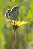 Reverdin's Blue (Plebejus argyrognomon) on flower, Lorry-Mardigny, Lorraine, France
