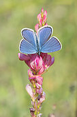 Reverdin's Blue (Plebejus argyrognomon) on host plant, Sainfoin (Onobrychis viciifolia), Lorry-Mardigny, Lorraine, France