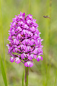Marmalade Hover-fly (Episyrphus balteatus) approaching in flight of a Pyramidal Orchid (Anacamptis pyramidalis) in bloom, Lorraine, France