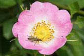 Thick-legged Flower Beetle (Oedemera nobilis) female on a wild flower of Dog Rose (Rosa canina), Lorraine, France