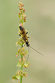 Parasitic wasp (Amblyteles armatorius) on a Sorrel (Rumex sp), Lorraine, France