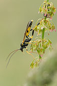 Parasitic wasp (Amblyteles armatorius) on a Sorrel (Rumex sp), Lorraine, France