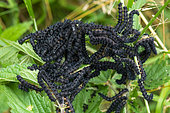 Camberwell Beauty (Aglais io) caterpillars on a Stinging Nettle, Lay St Christophe, Lorraine, France