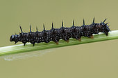 Camberwell Beauty (Aglais io) caterpillars on a Stinging Nettle stem, Lay St Christophe, Lorraine, France