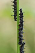 Camberwell Beauty (Aglais io) caterpillars on a Stinging Nettle stem, Lay St Christophe, Lorraine, France