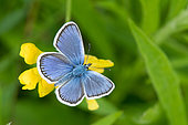 Reverdin's Blue (Plebejus argyrognomon) on flower, Bouxières aux dames, Lorraine, France