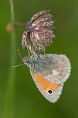 Small Heath (Coenonympha pamphilus), Lorraine, France