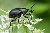 Weevil (Liparus coronatus) on Chervil (Anthriscus sp) flower, Plateau of Bouxieres aux Dames, Lorraine, France