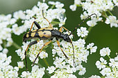 Spotted Longhorn Beetle (Strangalia maculata) on Chervil (Anthriscus sp) flowers, Lorraine, France