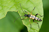 Spotted Longhorn Beetle (Strangalia maculata) on a leaf, Lorraine, France