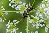 Wasp Beetle (Clytus arietis) on Chervil (Anthriscus sp) flowers, Lorraine, France